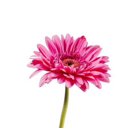 Unifloral Honey